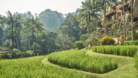 A Day in The Life of a Balinese Farmer